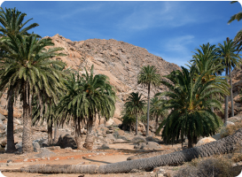 Visiter l'Oasis Wildlife, le parc zoologique et botanique