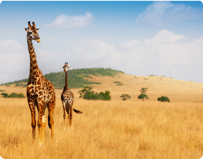 Afrique du Sud